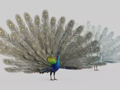 Animal peacock 3D model
