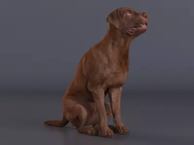 Brown Labrador Dog Begging Pose Animated Rigged for Cinema 4D 3D model