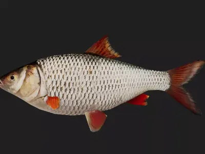 Roach Low-poly 3D model