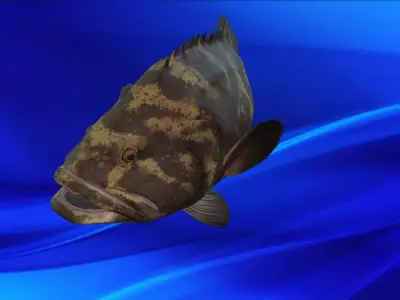Fish Animation 3d model  Low-poly 3D model