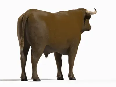 Bull Body, Skeleton and Organs Static 3D model