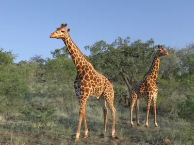 African Giraffe Fur Rigged 3D model