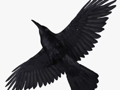  Corvus Corax 'Common Raven' 