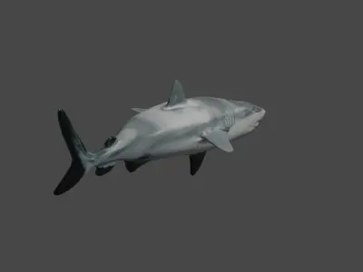 SHARK Low-poly 3D model 3