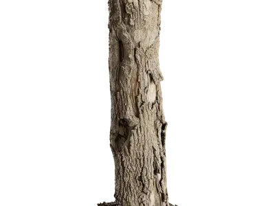 Tall Cut Damaged Deciduous Stump Model 