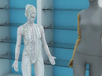 Female Acupuncture Mannequin 3D model