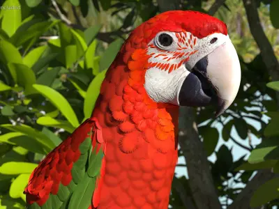 Red Green Macaw Parrot Head 3D model purchase