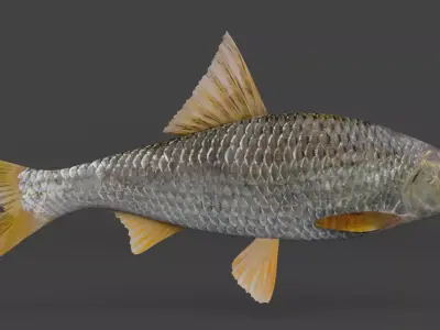 Freshwater Fish 3D model purchase
