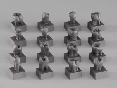 001690 Premium Dental Tooth Collection STL 3D Scan 3D print model