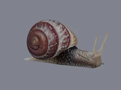 Snail 3D model get