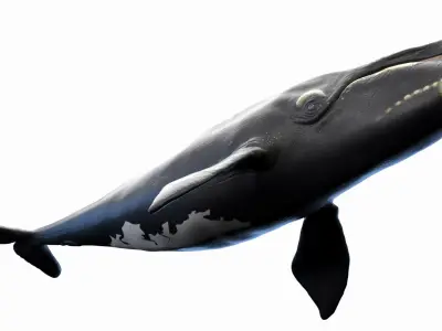 Right Whale Static 3D model