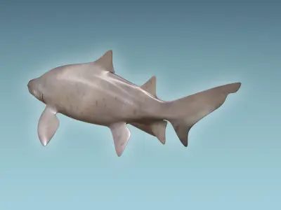 Sand Tiger Shark 3D model