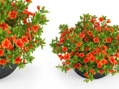 Petunia Flower Pot with Soil Orange 3D model