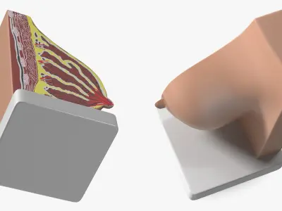  Breast Anatomy Training Model Pre-Pregnancy on Stand 