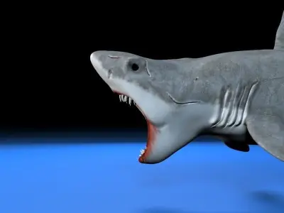 Great white shark  Low-poly 3D model