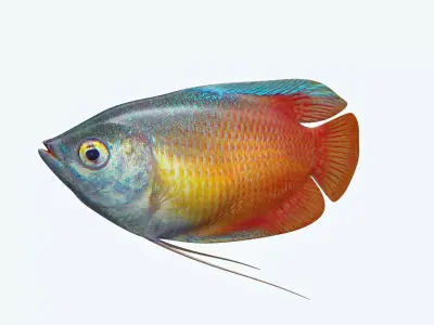 Gurame Fish 3D model
