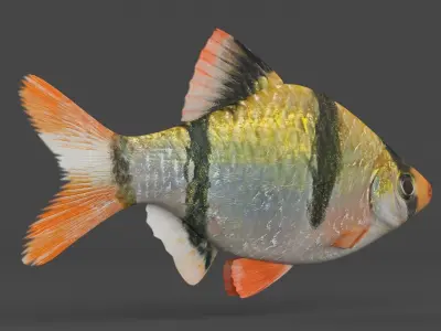 Tiger Barb Fish 3D model buy