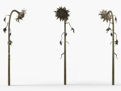 Dried Sunflower Plant Wilted Fur 3D model