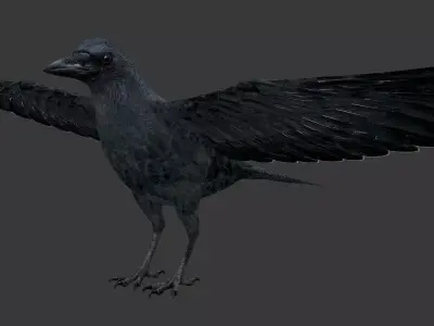 crow bird  Low-poly 3D model