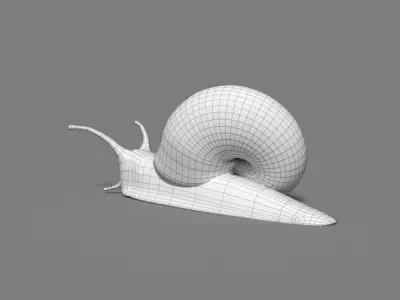 Snail 3D model 4