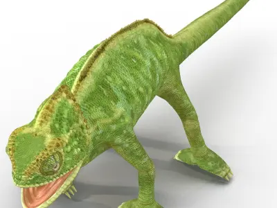 Chameleon Rigged for Maya 3D model
