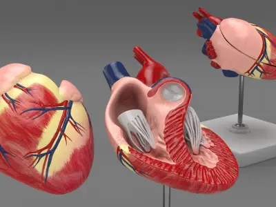  Canine Heart Anatomy Model On Stand 