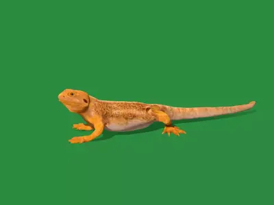 Inland Bearded Dragon Lizard Free low-poly 3D model
