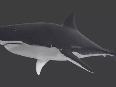 white shark Low-poly 3D model get