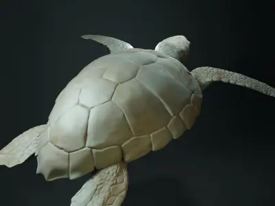 Caretta Caretta - Loggerhead Sea Turtle Free 3D print model