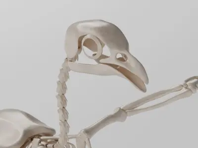 Chicken skeleton in T-pose for rigging 3D model