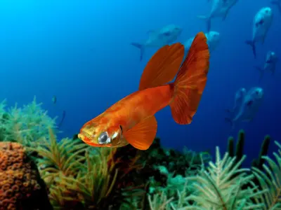 Guppy Fish 3D model