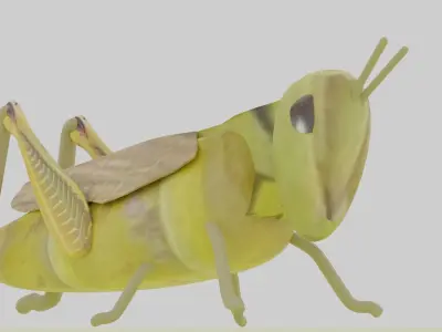 grasshopper Low-poly 3D model purchase