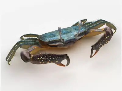 Short bodied crabs with big eyes Low-poly 3D model