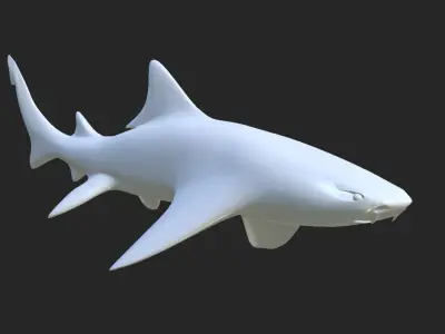 Smooth Leopard Shark model 3D model