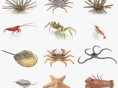 Marine Invertebrates 3D model