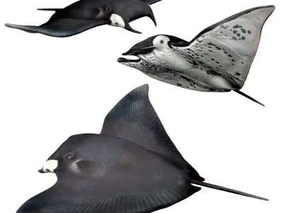 Manta ray Low-poly 3D model purchase