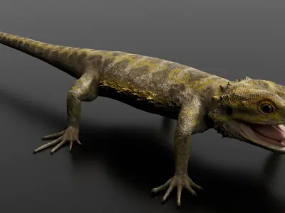 Bearded Dragon 3D Model