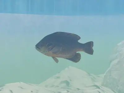 Sunfish Low Poly 3D model with Blender FREE Free 3D model