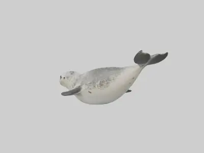Harbor Seal diving model Low-poly 3D model