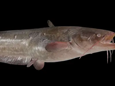 Fish Amur catfish Move 1 3D model