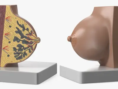  Cross-Section Breast Model Lactating on Stand 