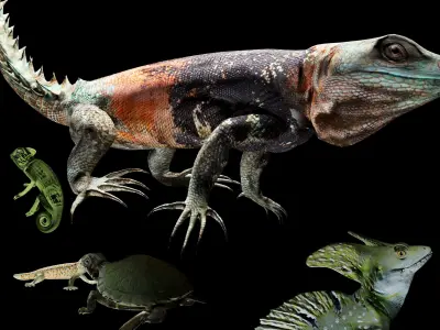 Reptile collection Free 3D model