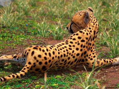 Cheetah Cub Lying Pose 3D model