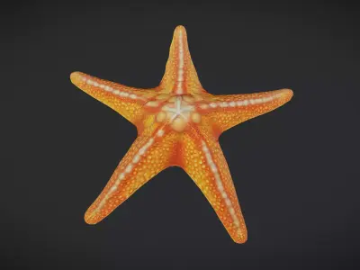 Starfish Low-poly 3D model get