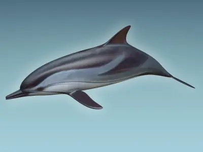 Dolphin 3D model 4