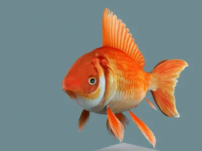 Gold fish 3D model buy