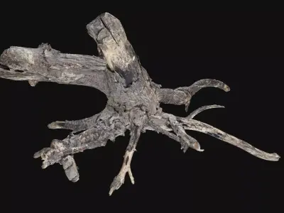 Tree root 3d scan in highpoly 3D model from CGTrader