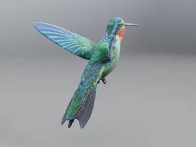hummingbird 3D model buy