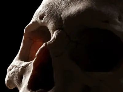 Human Skull  purchase 3D model