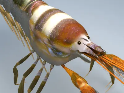 Alpheidae Pistol Shrimp Low-poly 3D model